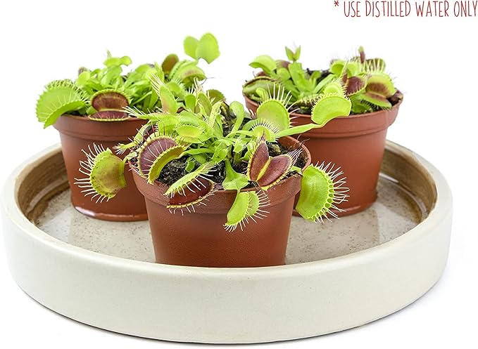 Altman Plants Live Venus Fly Traps Carnivorous Plants (3PK), Live Plants & Indoor Plants for Kids, Live Venus Fly Trap Plant Terrarium Plant Trio in Adult Venus Fly Trap Soil & Carnivorous Plant Soil
