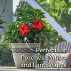Hibiscus Plant Live - Hibiscus Bush - Red President - Overall Height 26" to 28" - Tropical Plants of Florida (Plant Only)