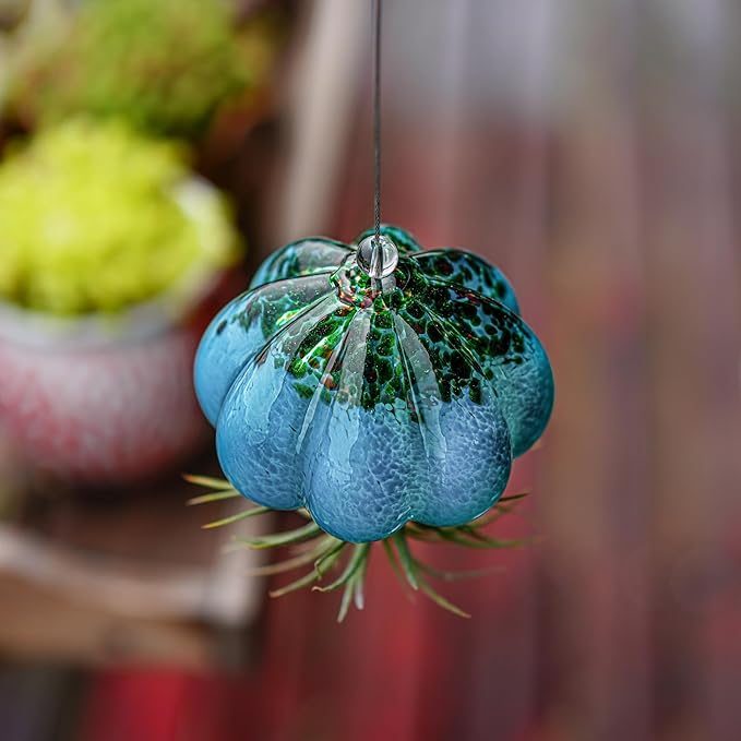 H&D HYALINE & DORA Handmade Blown Glass Hanging Jellyfish Air Planter for Live Succulent Air Plants (No Plants)