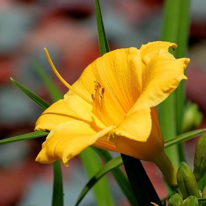 Southern Living 1 Gal. Stella Daylily Plant