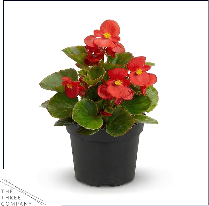 Live Begonia - Green Leaf Ambassador Assorted (4 Per Pack), Beautiful Shade Annual, Ships 8" Tall by 4" Wide in 1 Pt Pot