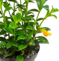 Trailing Goldfish Plant Live, Pet Friendly, Live Indoor Plant, 4 inch Pot - Hopewind Plants Shop