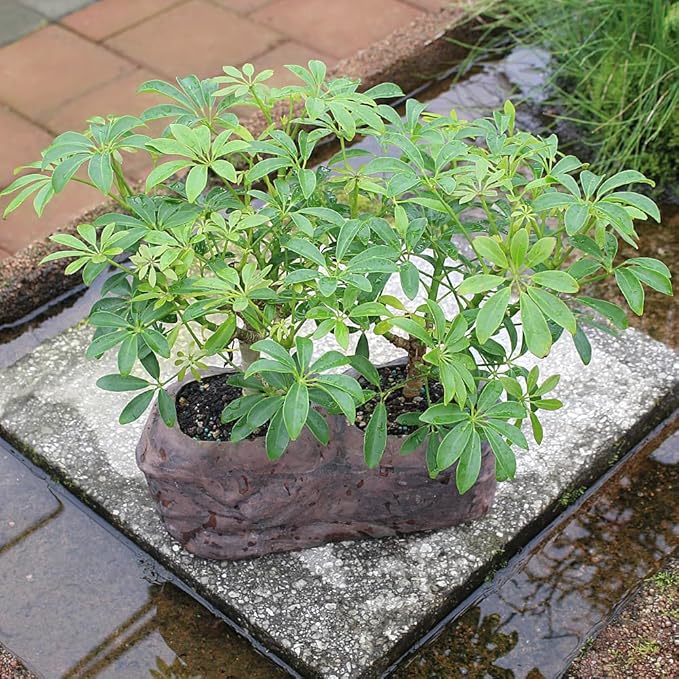 Brussel's Live Hawaiian Umbrella Indoor Bonsai Tree in Rock Pot (2 Pack) - 5 Years Old; 5" to 8" Tall