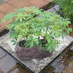 Brussel's Live Hawaiian Umbrella Indoor Bonsai Tree in Rock Pot (2 Pack) - 5 Years Old; 5" to 8" Tall