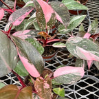 Philodendron Plant, Rare Tropical Variegated Live Indoor Houseplant, 5-8" Tall, No Pot (Pink Philodendron Plant)