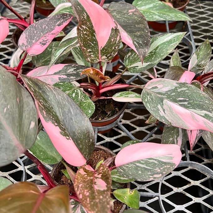 Philodendron Plant, Rare Tropical Variegated Live Indoor Houseplant, 5-8" Tall, No Pot (Pink Philodendron Plant)