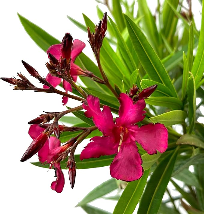 Hardy Red Oleander – 3 gal - Red Flowers on a Large Evergreen Shrub with a Tropical Appeal – Zones 8-10 - Nerium Oleander - 3 Gallon Pot