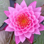 Mainam Red Nymphaea Mayla Live Aquarium Plant Hardy Water Lilies Tuber for Freshwater Fish Pond Balcony