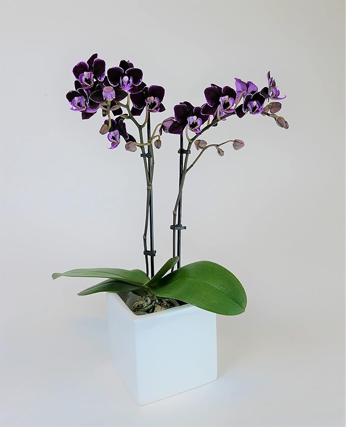 Athena's Garden Live Orchid Plant, Purple, Double Spike Phalaenopsis Blooming in Glass Container, Long Lasting, Easy Care, Model: Orchid PA-OPP3P