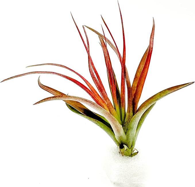 ragnaroc Air Plants - Tillandsia Brachycaulos Abdita, Large 4-6" - 1 ct - Live Arrival Guaranteed - House Plants for Home Decor & Gift