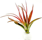 ragnaroc Air Plants - Tillandsia Brachycaulos Abdita, Large 4-6" - 1 ct - Live Arrival Guaranteed - House Plants for Home Decor & Gift
