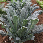 Set of 2 Live Blue Kale Plants, Edible Kale Vegetable Plant, 4 Inch Pot, for Planting