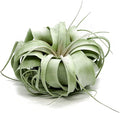 ragnaroc Live Air Plant - Tillandsia Xerographica, Jumbo 6-9” – 1 ct - Ideal for Gifts & Presents, Live Indoor Plants & Live House-Plants – Live Plants for Home décor