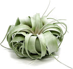 ragnaroc Live Air Plant - Tillandsia Xerographica, Jumbo 6-9” – 1 ct - Ideal for Gifts & Presents, Live Indoor Plants & Live House-Plants – Live Plants for Home décor