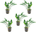 SubstrateSource Anubias Live Aquarium Plants - Potted Freshwater Plant for Fish Tanks, Terrariums - Beginner Friendly Low Light (Congensis, 5 Pots)