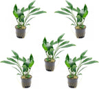 SubstrateSource Anubias Live Aquarium Plants - Potted Freshwater Plant for Fish Tanks, Terrariums - Beginner Friendly Low Light (Congensis, 5 Pots)