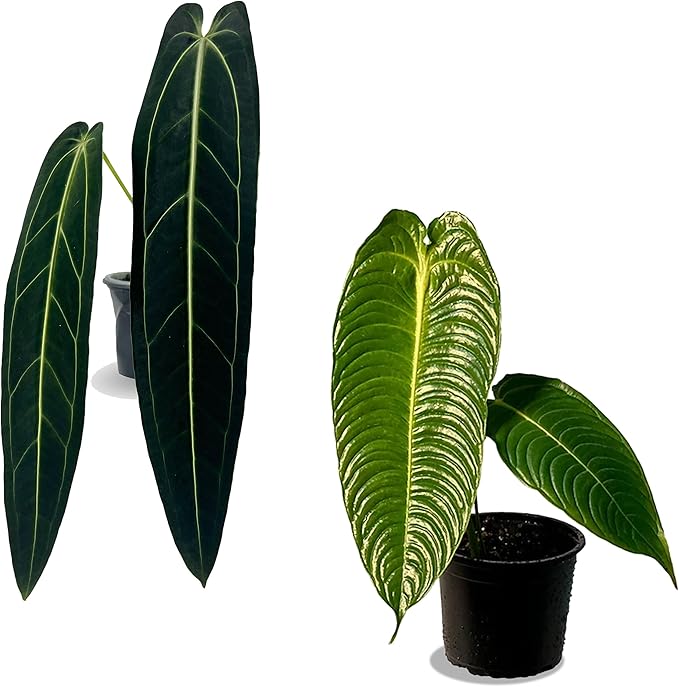 LEAL PLANTS ECUADOR Anthurium Warocqueanum + Veitchii (Pack of 2) Bundle Indoor Plants| Rare Queen & King Anthurium Hybrid|Tropical Premium Houseplants for Home & Office Decor