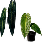 LEAL PLANTS ECUADOR Anthurium Warocqueanum + Veitchii (Pack of 2) Bundle Indoor Plants| Rare Queen & King Anthurium Hybrid|Tropical Premium Houseplants for Home & Office Decor