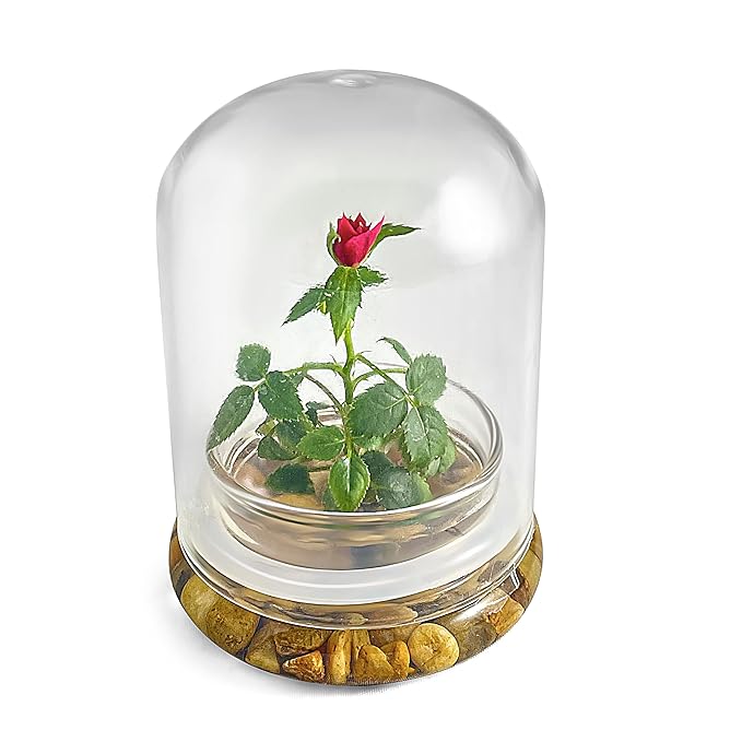 Bloomify Live Rose Terrarium, Miniature Rose in Self Sustaining Glass Jar, Maintenance Free, Great Unique Gift and Home Decor.