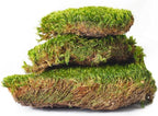 SuperMoss (21538) Mood Moss Preserved, Fresh Green, 3 Pounds