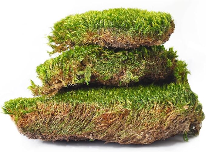 SuperMoss (21538) Mood Moss Preserved, Fresh Green, 3 Pounds