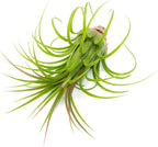 Tillandsia Air Plants Live Indoor Plants (100 Pack), Air Plants Bulk Party Favors or Wedding Favors Live Plants, Air Plant Lover Gifts, DIY Terrarium Kit, Air Succulents Plants Live by Plants for Pets