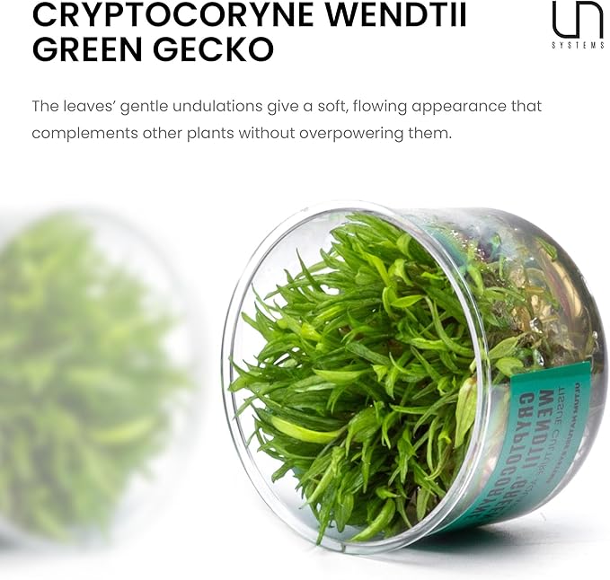Ultum Nature Systems Cryptocoryne Wendtii Green Gecko Tissue Culture Live Plant for Aquarium, Aquascape, Freshwater Fish Tanks - 100% Snail Free in Vitro