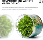 Ultum Nature Systems Cryptocoryne Wendtii Green Gecko Tissue Culture Live Plant for Aquarium, Aquascape, Freshwater Fish Tanks - 100% Snail Free in Vitro