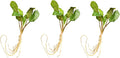 Cryptocoryne wendtii Green Live Aquarium Plants, 3 Pack, Indoor Aquatic Plant