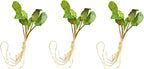 Cryptocoryne wendtii Green Live Aquarium Plants, 3 Pack, Indoor Aquatic Plant