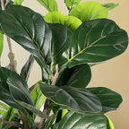 Artificial Fiddle Leaf Fig Tree, 6FT Faux Ficus Lyrata Plant Tall Fake Tree for Home Decor Artificial Tree for Indoor Office Living Room (Fiddle Leaf Fig Tree, 6 FT)