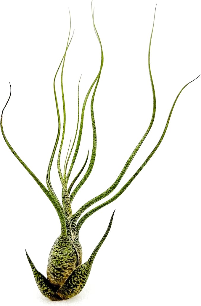 ragnaroc Live Air Plants - Tillandsia Butzii, Jumbo 7-9" - 1ct - Live Arrival Guaranteed - House Plants for Home Decor & Gift