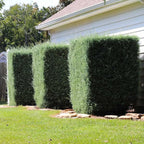 Brighter Blooms - Carolina Sapphire Cypress Tree, 1-2 ft. - No Shipping to AK, AZ, HI