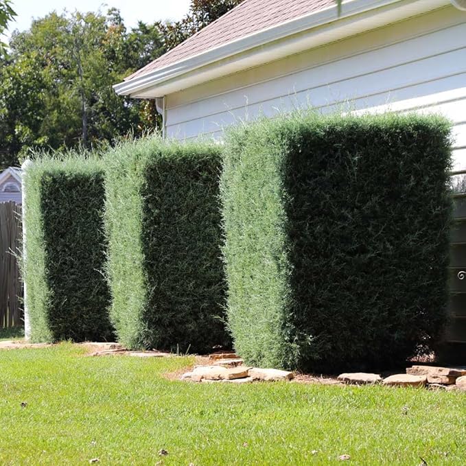 Brighter Blooms - Carolina Sapphire Cypress Tree, 1-2 ft. - No Shipping to AK, AZ, HI