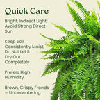 Live Boston Fern Hanging Basket – 12" Basket with 34” Wide Lush Green Fronds – Air-Purifying Houseplant – Pet Friendly & Easy Care for Home, Porch, Patio, or Office Décor