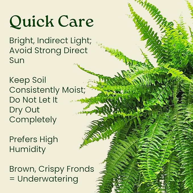 Live Boston Fern Hanging Basket – 12" Basket with 34” Wide Lush Green Fronds – Air-Purifying Houseplant – Pet Friendly & Easy Care for Home, Porch, Patio, or Office Décor