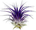 Ionantha Guatemala Tillandsia Air Plant, Guatemala Tillandsia Live Airplant, Healthy Arrival Guaranteed, Great Indoor Plant, Home Decor & Gift (Purple)