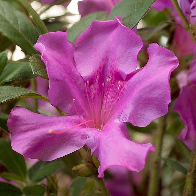 Perfect Plants Encore Autumn Royalty Azalea in 1 Gallon Pot | Evergreen Flowering Shrub for Outdoor Gardens or Patio Containers | Reblooms Spring Through Fall with Purple Flowers | Zones 6-10