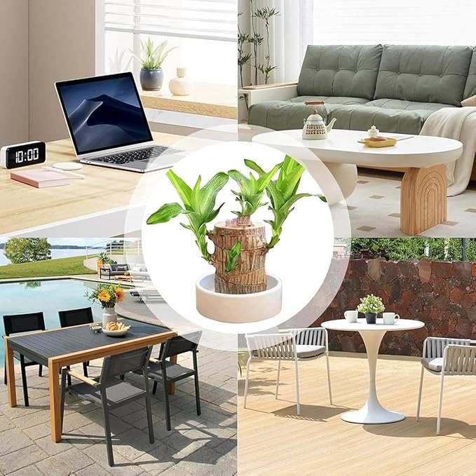 Brazilian Lucky Wood, Brazil's Lucky Tree Doesn't Need to Wait to Sprout, Hydroponic Stump for Purifying Indoor Air, Office Desk Decorations Plant Pot (B)
