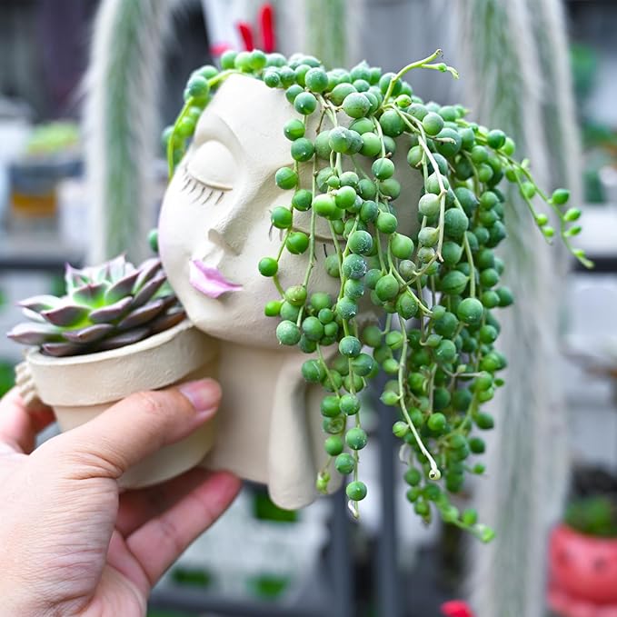 String of Pearls Live Succulent Plant (4-inch), Fully Rooted Trailing Houseplant for Hanging Baskets, Low Maintenance Home & Office Decor, Ideal Gift for Plant Lovers