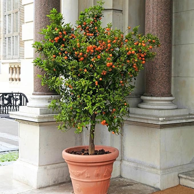 Brighter Blooms - Calamondin Orange Tree, 2-3 ft. - No Shipping to AK, AL, AZ, CA, FL, GA, HI, LA, MS, OR, TX