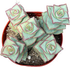 4" Crassula String of Buttons Succulents Plants Live, Rare Succulent Plants Fully Rooted in Succulent Soil, Unique Live House Plant for Home Office Decor, by The Succulent Cult