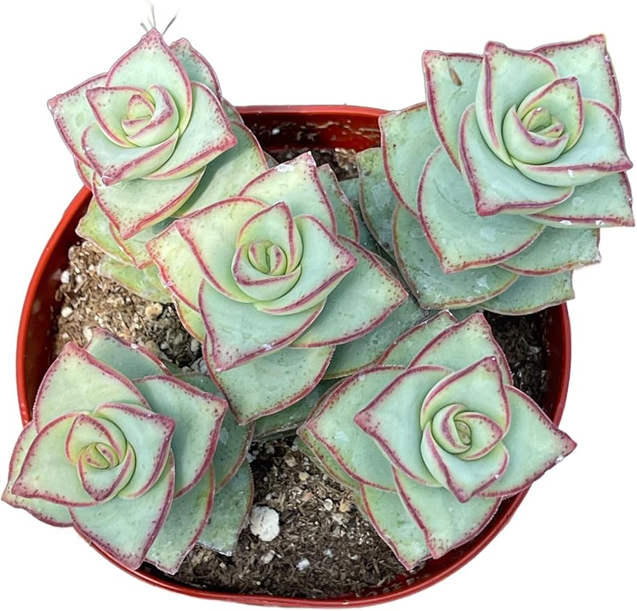 4" Crassula String of Buttons Succulents Plants Live, Rare Succulent Plants Fully Rooted in Succulent Soil, Unique Live House Plant for Home Office Decor, by The Succulent Cult