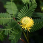 Chalily Sensitive Plant, a Great Live Pond Plant for Your Water Garden. Filters koi and Goldfish Ponds. Good for Bogs, Plant Shelf or Shallow Water This marginal Aquatic is a Real Beauty