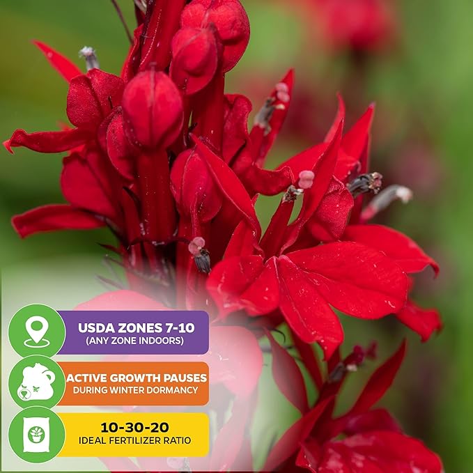 Cardinal Flower Live Plant - Lobelia cardinalis by Wellspring Gardens - Versatile Starter Plant - Hummingbird Flower - Red Lobelia - Red Cardinal - Ideal for Your Garden (2-Pack)