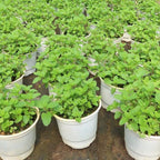 4 Mixed Mint Plants Live for Spring Planting, Fragrant Culinary Herb Mint for Indoor Outdoor Zones 3-11, Very Hardy and Fast Growing, Size 4-7" in Tall