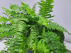 Tropical Plants of Florida Macho Fern Hanging Basket 12 Inch Live Fern Plant, 28 to 32 Inch Spread, Large Lush Outdoor Indoor Shade Plant for Porch Patio