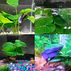 Smoothedo-Pets Fish Tank Decor Aquarium Decorations Ornaments Betta Leaf pad Hammock 6inch Plastic Artificial Plant Goldfish Fish Hides Small Tank/Reptiles Plants Driftwood (Green-Type-A)
