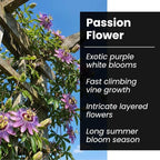 Passion Flower Seeds 50+ Pack Grow Exotic Passion Vine Climbing Flowers for Trellis Fence or Containers Bonsai Option Fast Growing Ornamental Garden Plant