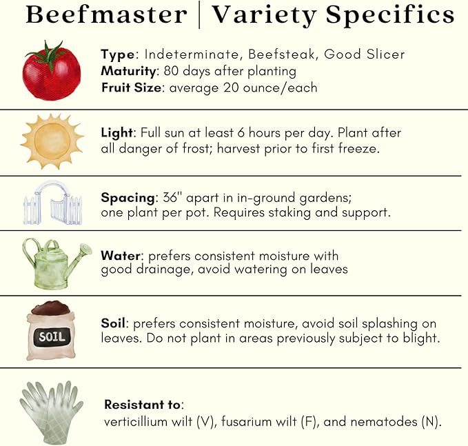 Clovers Garden Beefsteak Tomato Plants –Two (2) Live Plants – Non GMO - Not Seeds - Each 4" to 8" Tall – in 4" Inch Pots - Large Fruit, Crack-Resistant